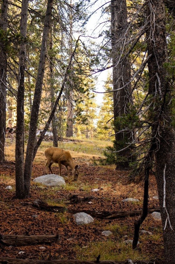 Deer in Yosemite