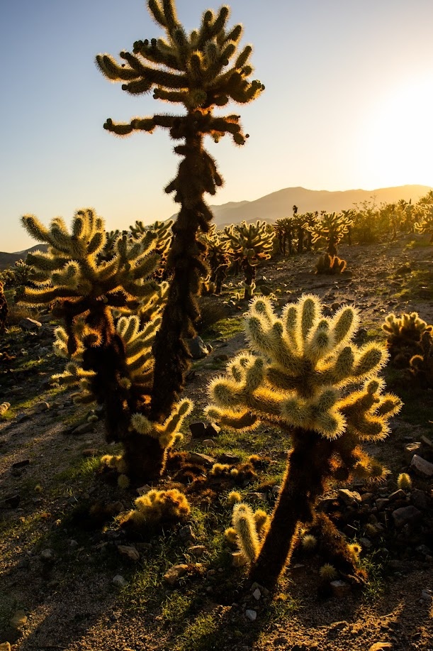 Sunrise at the Cholla Cactus Garden, Joshua Tree Natl. Park