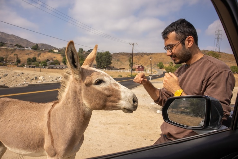 Hussam with a wild Burro in Riverside, CA