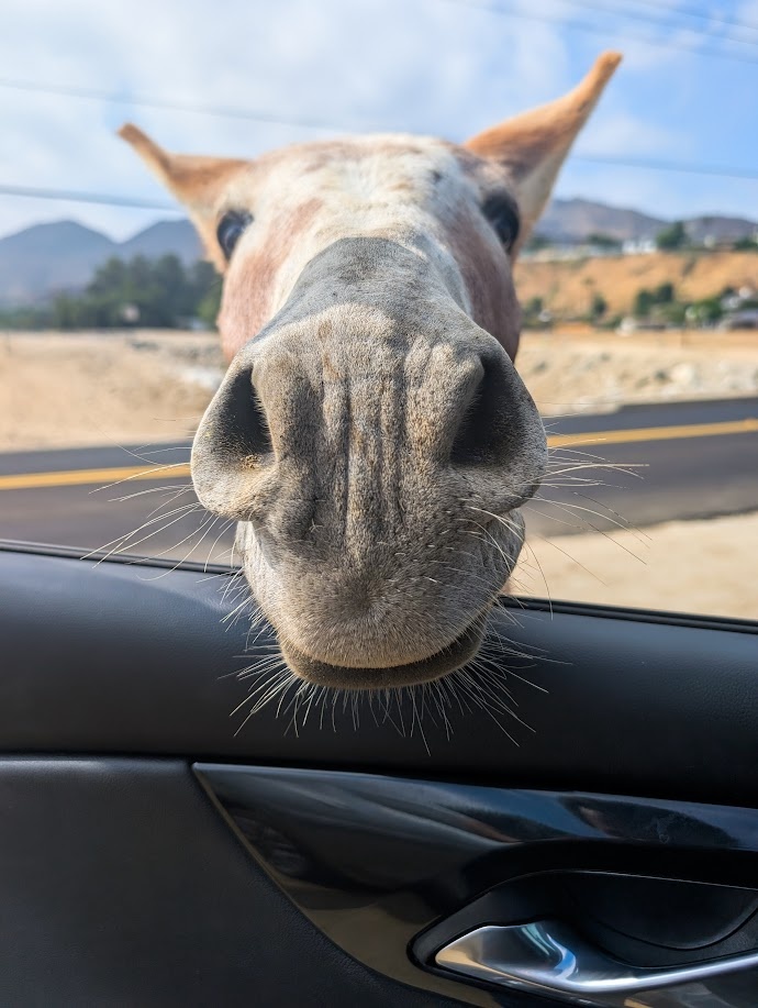 A burro in Riverside, CA